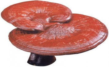 Phân biệt linh chi thật, giả